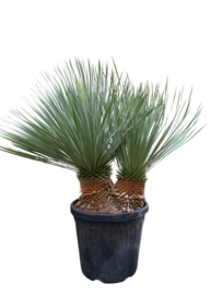 Yucca Rostrata Dubbelstam – 105 cm