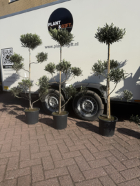 Olijfboom Pon Pon 160/P26 (per stuk)