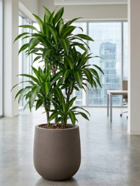 Bubble High Diepe Mocha plantenpot