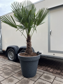Trachycarpus fortunei compleet in steenlook pot antraciet