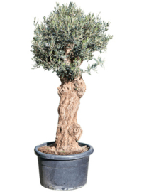 Olijfboom op stam bonsai