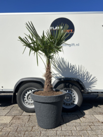 Trachycarpus fortunei compleet in steenlook pot antraciet