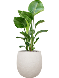 Strelitzia nicolai in Terreno