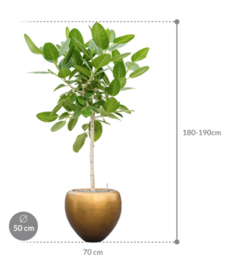 Ficus benghalensis 'Audrey' in Metallic Silver leaf pot goud