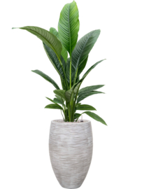 Spathiphyllum 'Sensation'