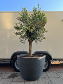 Olijfboom bonsaivorm in pot antraciet XL