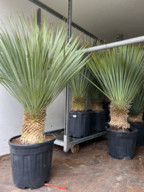 Yucca rostrata op stam 130/P35