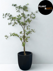 Kunstplant Tropaeolum in Capi Dune pot – 185 cm