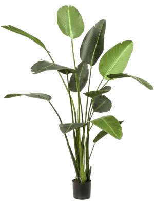 Kunstplant Strelitzia Toef 190cm