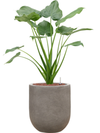 Alocasia cucullata in Baq Nucast