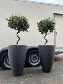 Spiraal olijfboom in luxe antraciet pot