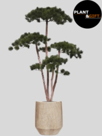 Pinus Bonsai Deluxe met plantenpot Harrith – ca. 180 cm