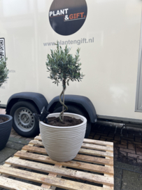 Spiraalvormige olijfboom in pot beige