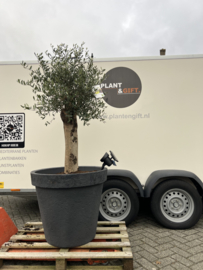 Olijfboom in antraciet pot (Betonlook) met lichtspot