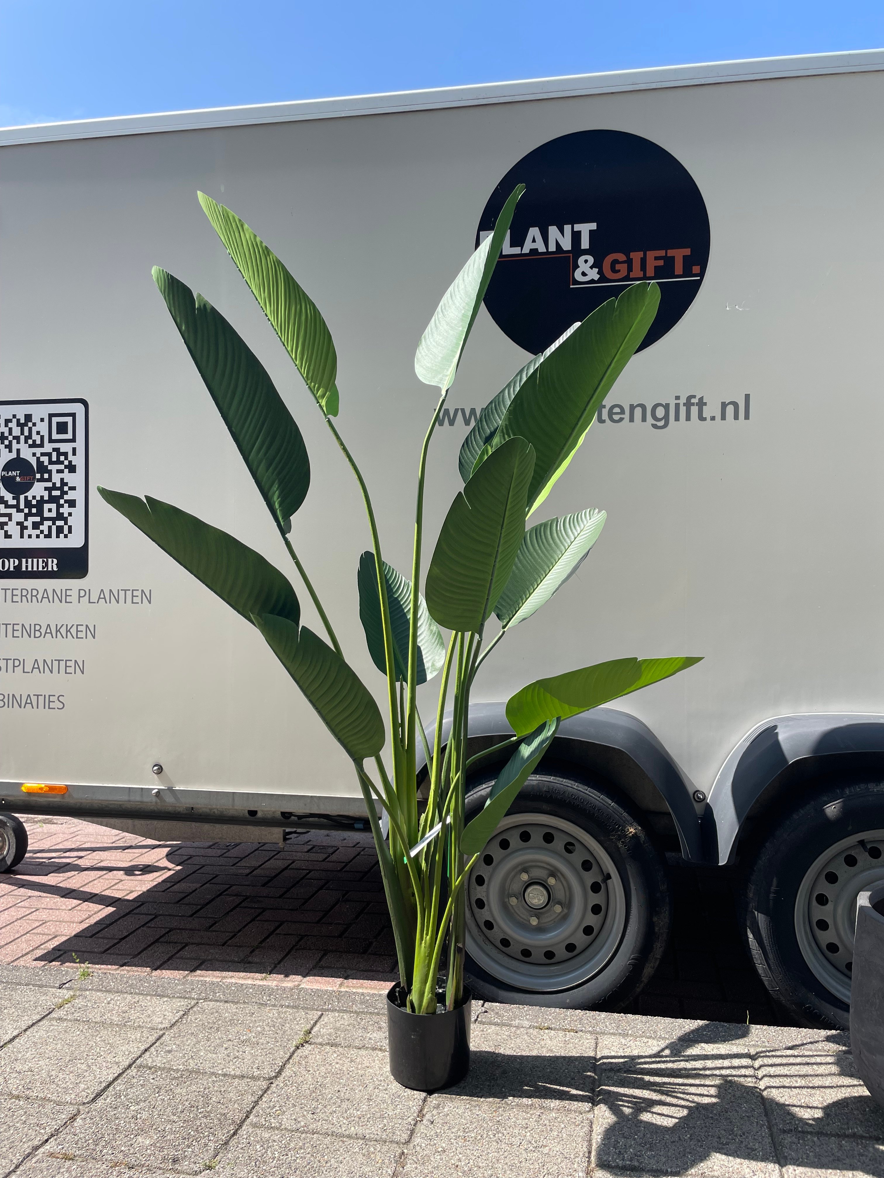 Kunstplant Strelitzia Toef 190cm