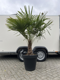 Trachycarpus fortunei in pot matte zwart
