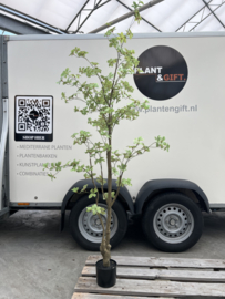 Kunstplant Tropaeolum vertakt groen 185cm