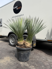 Yucca Rostrata Dubbelstam 110/45