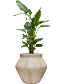 Strelitzia nicolai in Mineral