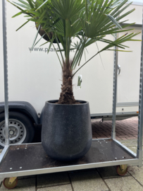 Terazzo black compleet met palm trachycarpus fortunei