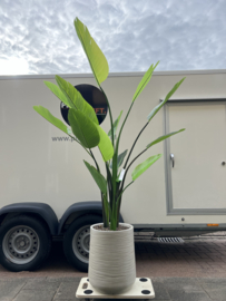 Dune beige compleet met kunst strelitzia nicolai