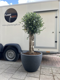 Olea europaea XL stam in betonlook pot antraciet
