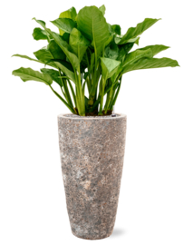 Aglaonema ‘Freedman’ in Baq Lava