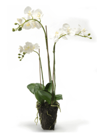 Phalaenopsis (orchidee)  3 tak wit (80)