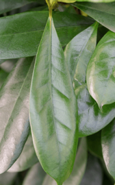 Ficus cyathistipula in Basic pot zwart