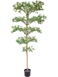 Bucida Buceras Bush – Kunstplant 240 cm