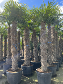 Trachycarpus Fortunei 300/P65