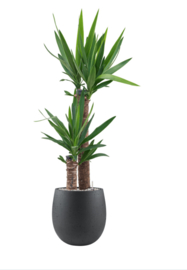 Yucca inclusief luxe Grigio pot