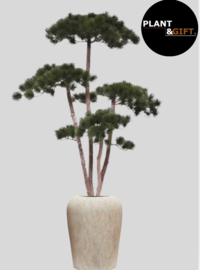 Pinus Bonsai Deluxe met Lena plantenpot – Zandkleur