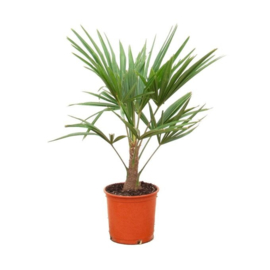 Trachycarpus Fortunei – Chinese Waaierpalm – 100 cm (Potmaat 21 cm)