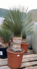Yucca rostrata 120/P35