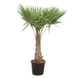 Trachycarpus Fortunei – Chinese Waaierpalm – 200-210 (Potmaat 38 cm)