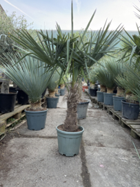 Trachycarpus Fortunei 150/160