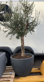 Olea europaea compleet in steendesign pot antraciet