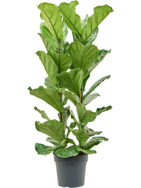 Ficus lyrata toef -110cm