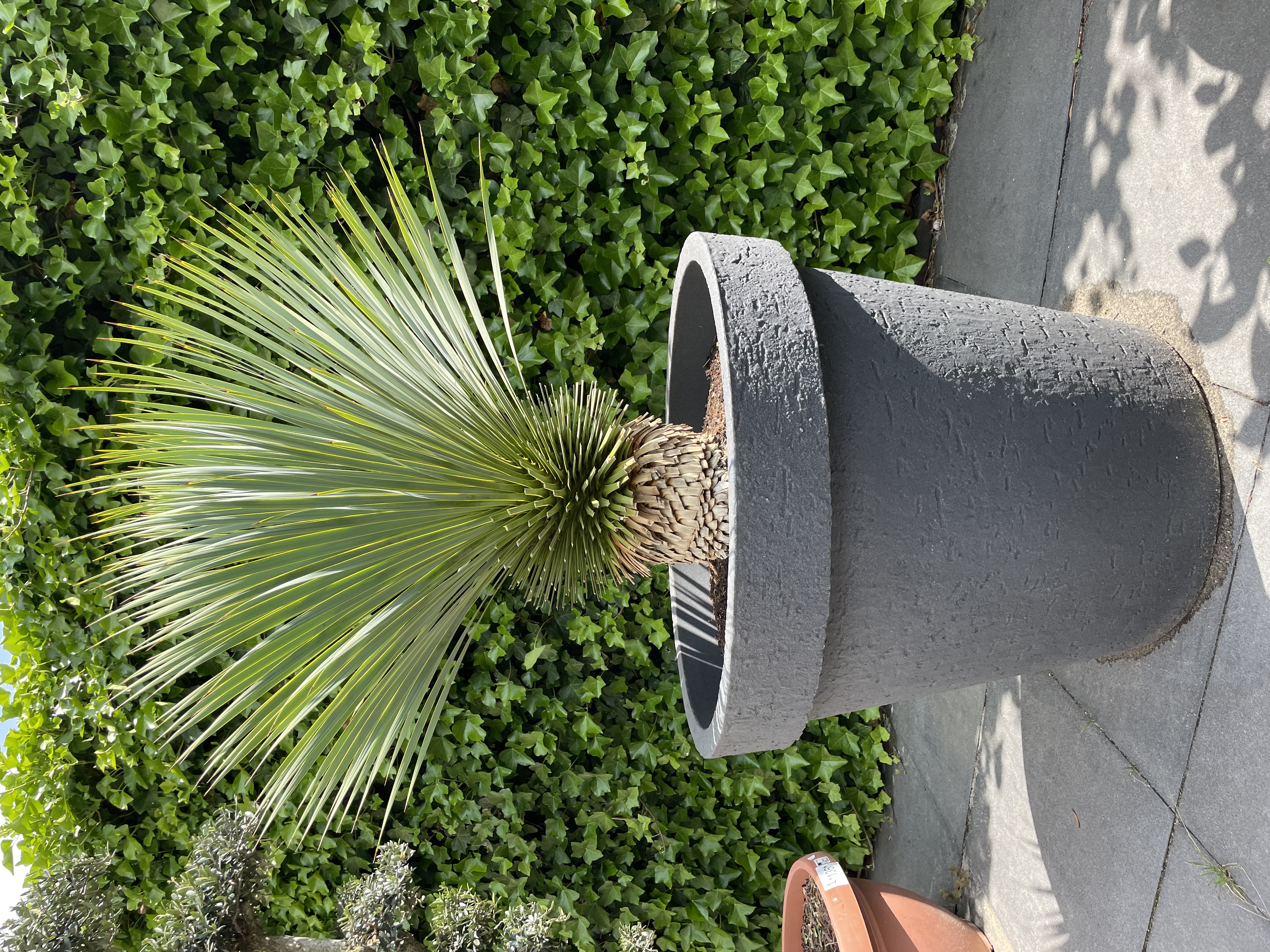 Yucca rostrata compleet in XXL pot antraciet