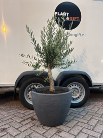 Olijfboom bonsai compleet in antraciet pot