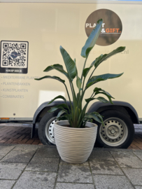 Strelitzia Nicolai in pot zandkleur D50
