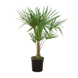 Trachycarpus Fortunei – Chinese Waaierpalm – 120 cm (Potmaat 21 cm)