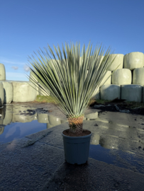 Yucca rostrata 125-135-P35