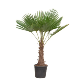 Trachycarpus Fortunei – Chinese Waaierpalm – 200 cm (Potmaat 40 cm)