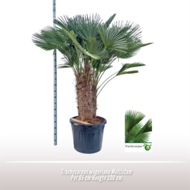 Trachycarpus Wageriana multistam 200/65