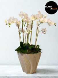 Dary Pot Grey met Kunst Orchideeën en Kunstmos – 92 cm