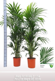Kentia (Howea) forsteriana