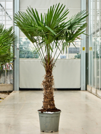 Palmboom Trachycarpus fortunei 40-50 / 175cm