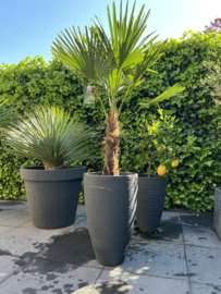 Luxe palm in pot antraciet (per stuk)